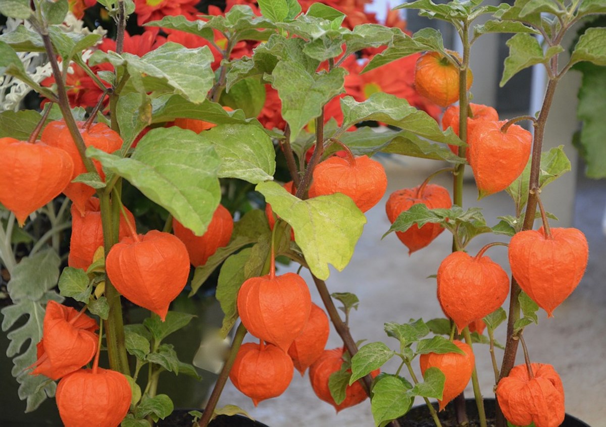 Physalis 